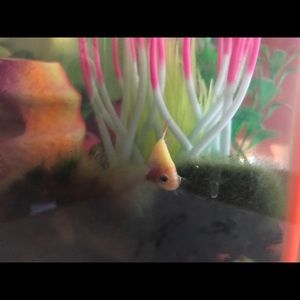 Meet your Posher, Harry